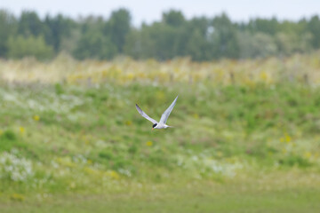 Sterna hirundo, Common tern in flight with wings spread, common tern with wings spread and gray sky, flying common tern with gray clouds in the background