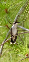 hummingbird in tree