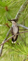 Hummingbird on a branch
