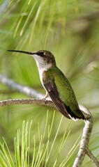 Green hummingbird on branch