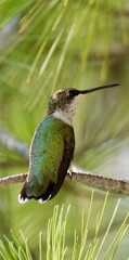 hummingbird in a tree