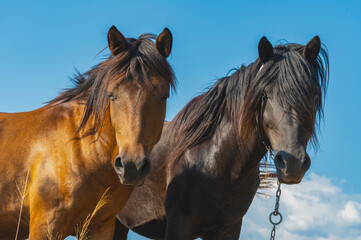 Two wild horses, one chestnut and one dark brown, stand side by side and look directly at the camera under a vibrant blue sky. An intimate and beautiful portrait.
