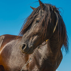 A stunning close-up of a dark brown horse's head against a vibrant blue sky with a few clouds. The horse looks directly at the camera, capturing a moment of tranquility.