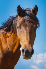 A stunning close-up of a wild brown horse's head against a vibrant blue sky with a few clouds. The horse looks directly at the camera, capturing a moment of tranquility.