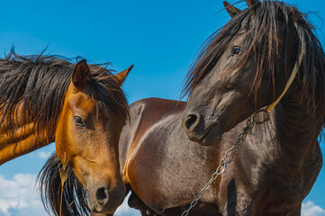 Two wild horses, one chestnut and one dark brown, stand side by side and look directly at the camera under a vibrant blue sky. An intimate and beautiful portrait.