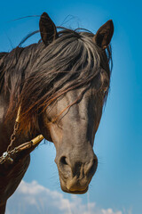 A stunning close-up of a dark brown horse's head against a vibrant blue sky with a few clouds. The horse looks directly at the camera, capturing a moment of tranquility.