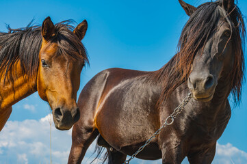 Two wild horses, one chestnut and one dark brown, stand side by side and look directly at the camera under a vibrant blue sky. An intimate and beautiful portrait.