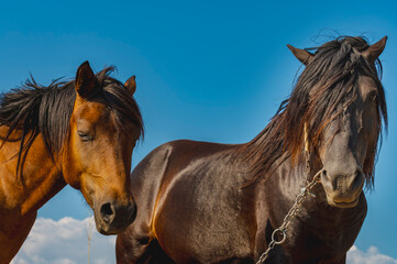 Two wild horses, one chestnut and one dark brown, stand side by side and look directly at the camera under a vibrant blue sky. An intimate and beautiful portrait.