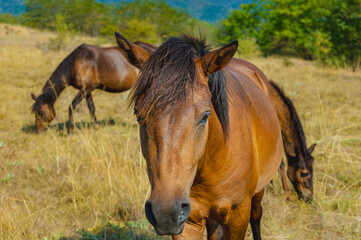 A beautiful chestnut horse looks at the camera while other horses graze in the background on a sunny hillside. A perfect scene of horses in their natural habitat.