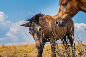 A beautiful, close-up shot of a foal and a mare in a field. The foal looks directly at the camera, while the mare stands protectively beside it.