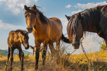A family of wild horses, including a foal, stand on a hill with tall grass under a blue and cloudy sky. A beautiful scene of equine life in the wild.