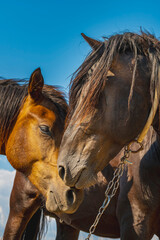 Two horses, one dark brown and one chestnut, nose-to-nose in a tender moment under a bright blue sky. Close-up, vertical shot.
