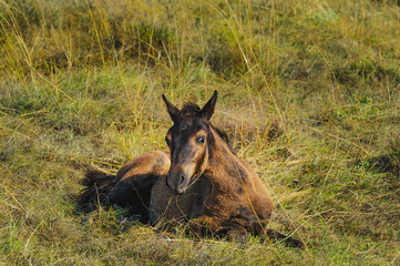 A young, wild foal rests peacefully in a grassy field on a sunny day. The image captures a serene and intimate moment of an animal in nature.