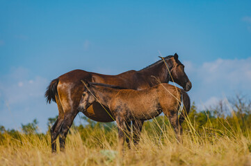 A mare and her foal stand together on a grassy hill, silhouetted against a beautiful blue sky with...