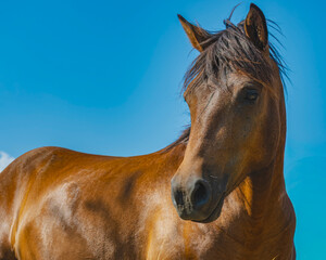 A stunning close-up of a wild brown horse's head against a vibrant blue sky with a few clouds. The...