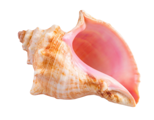 Beautiful pink and orange conch shell isolated on black background