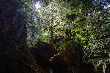 Heavenly sunlight pierces through the thick canopy of a vibrant forest in Olympic National Park. Rays of light reflect off of emerald leaves revealing an ethereal atmosphere of rich vegetation.