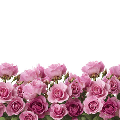 Blooming pink roses floral arrangement nature isolated on transparent background
