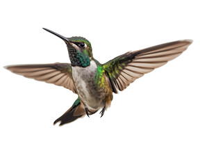 Beautiful Hummingbird isolated on transparent background