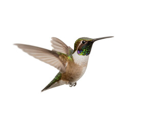 Fototapeta premium Beautiful Hummingbird isolated on transparent background