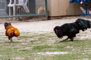 Rooster versus rooster © Alevision 2020