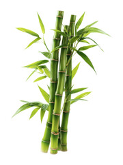 Growing bamboo plant garden nature isolated on transparent background