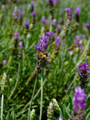 Abeja polinizando
