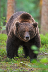 Big male brown bear in the forest