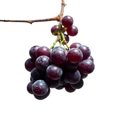 Fototapeta premium Photo of bunch of purple grapes hanging isolated on transparent background