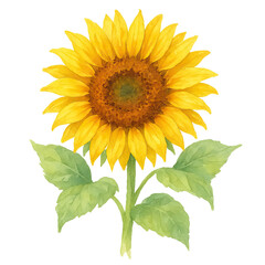 Fototapeta premium Bright and Cheerful Sunflower with Green Leaves and Petals Open