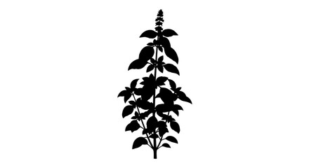 highresolution basil silhouette a transparent background png for culinary botanical and design projects