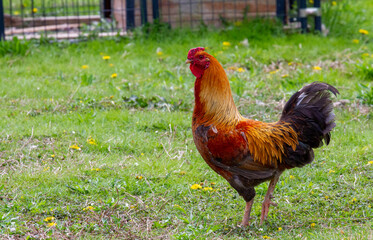 colorful
rooster in the farm