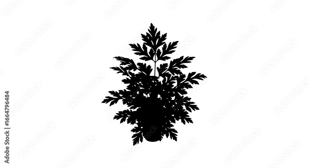 Poster highresolution transparent background fern silhouette isolated botanical illustration for design pro