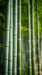 Obraz premium Lush green bamboo stalks in a dense forest