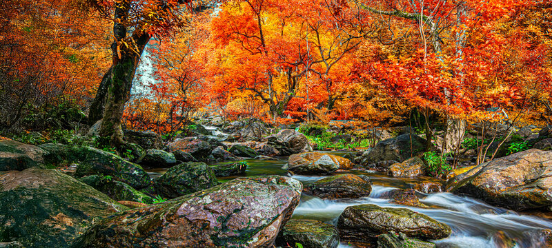 Fototapeta Amazing in nature, beautiful waterfall at colorful autumn forest in fall season 