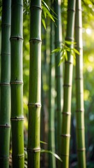 Fototapeta premium Lush green bamboo stalks in sunlight