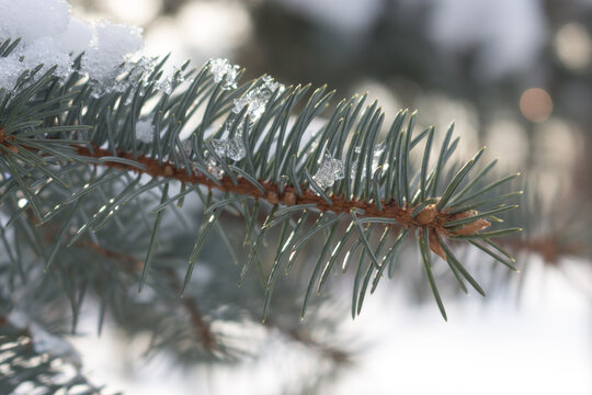 Blue spruce branch in the snow, with ice crystals. Outdoor shot