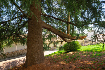 Trunk of an old cedar (Cedrus) tree in the gardens of Udine castle, northeast Italy. Great setting emphasizes its strength through seasons.
