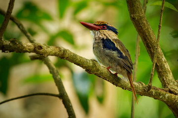 Sulawesi lilac kingfisher Cittura cyanotis bird in Cittura found in lowlands of Sulawesi and...