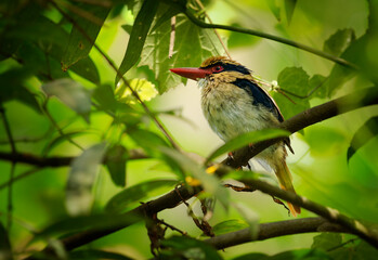 Sulawesi lilac kingfisher Cittura cyanotis bird in Cittura found in lowlands of Sulawesi and Lembeh, typical kingfisher shape with short tail and long bill, colorful forest bird on the green jungle