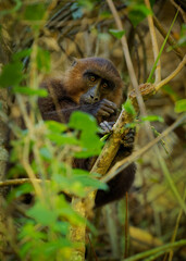 Moor macaque Macaca maura monkey with brown black body fur with a pale rump patch and pink bare skin on the rump, eats rice, figs, bamboo seeds, buds, invertebrates and cereals in tropical rainforest