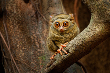 Pair of cute Gursky Spectral tarsier or Tangkasi or Wusing Tarsius spectrumgurskyae, Sulawesi in Indonesia, smallest primate sitting in the tree and watching face to face to me with its big eyes
