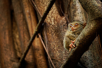 Pair of cute Gursky Spectral tarsier or Tangkasi or Wusing Tarsius spectrumgurskyae, Sulawesi in Indonesia, smallest primate sitting in the tree and watching around with its big eyes