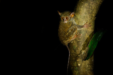 Pair of cute Gursky Spectral tarsier or Tangkasi or Wusing Tarsius spectrumgurskyae, Sulawesi in Indonesia, smallest primate sitting in the tree and watching around with its big eyes and hunting