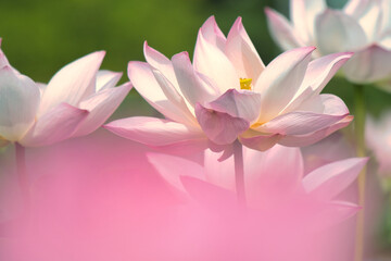 Fototapeta premium 夏の陽光を浴びて咲く、淡いピンクのハスの花の美しいグラデーション