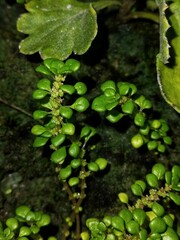 Close-up of fresh green creeping plant with tiny leaves and flowers growing in a natural moist environment 