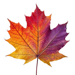 Fototapeta premium Autumn leaf isolated on transparent background