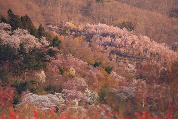 春の陽光に染まる、福島県花見山の桜と花々の競演
