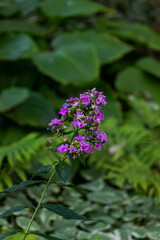 blue-violet flowering phlox, small flowers, withered, blooming, inflorescences, well-groomed plants, in  flowerbed, blurred background, greenery, macro, petal, wildflower, spring