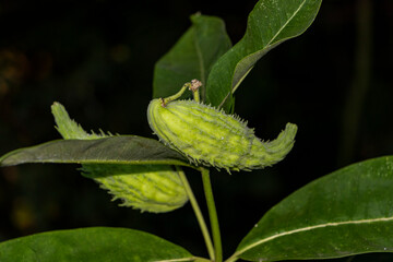 Common Milkweed, weed Asclepius Syrian, cottongrass, fruits, small, immature, green, inflorescences, plants, in garden, blurred background, greenery, garden, village, close-up, summer, nature,